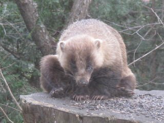 ヒマワリの種を食べに来るアナグマ