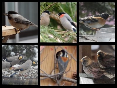 庭に集う季節の野鳥