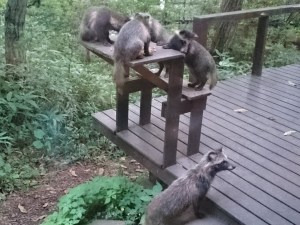 夜に顔を出すタヌキ